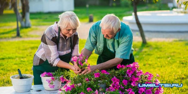Хобби для пенсионеров