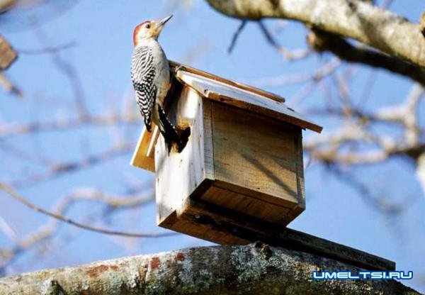 Примеры оригинальных скворечников Примеры оригинальных скворечников