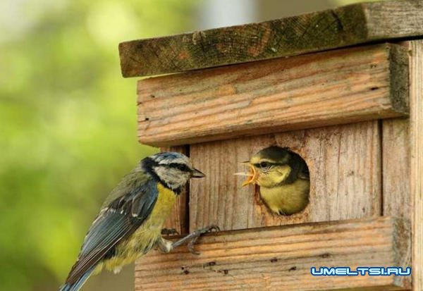 Примеры оригинальных скворечников Примеры оригинальных скворечников