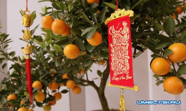 Как встречать Новый год по китайскому календарю Как встречать Новый год по китайскому календарю